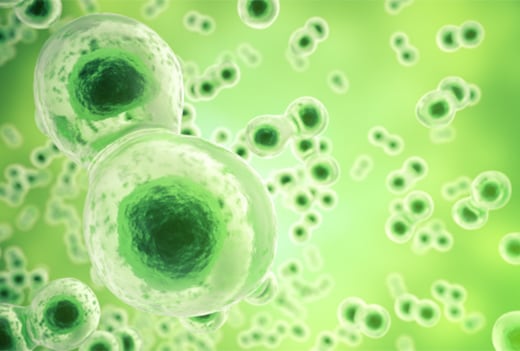 第2回 SLEにおける免疫状態の変化と治療薬の作用点
