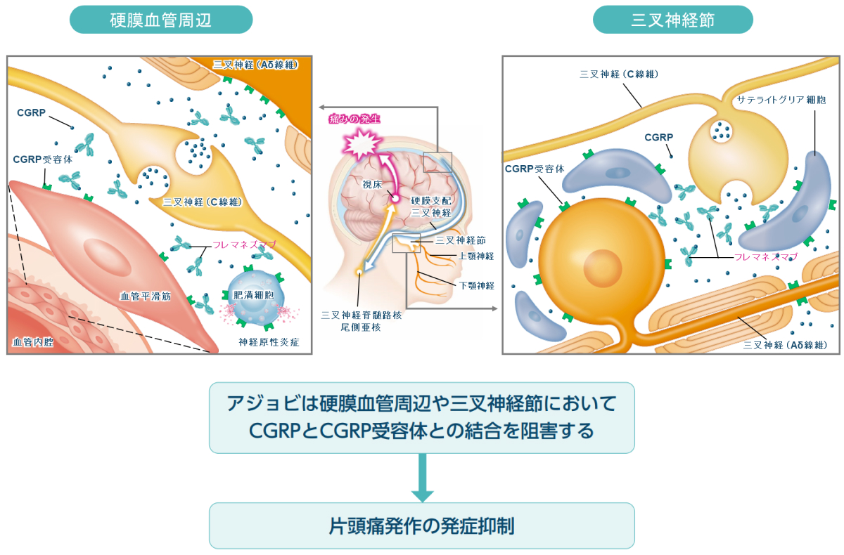 製品特性 | 大塚製薬 医療関係者向け情報サイト