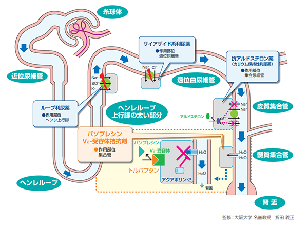 利尿剤種類作用機序 _ 利尿剤 一覧表 | 利尿剤種類作用機序の動画 – YIZAAM
