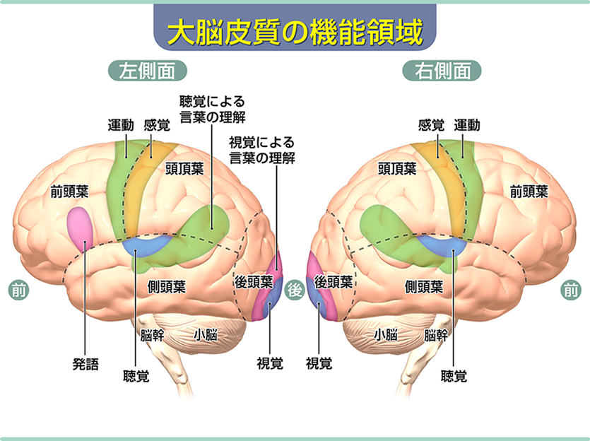 大脳皮質の機能領域