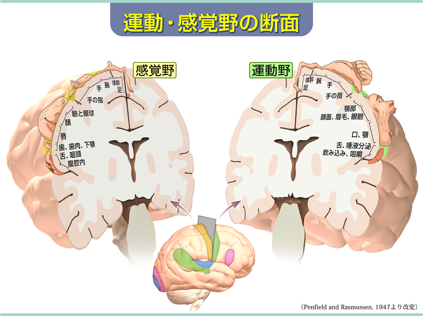 運動・感覚野の断面